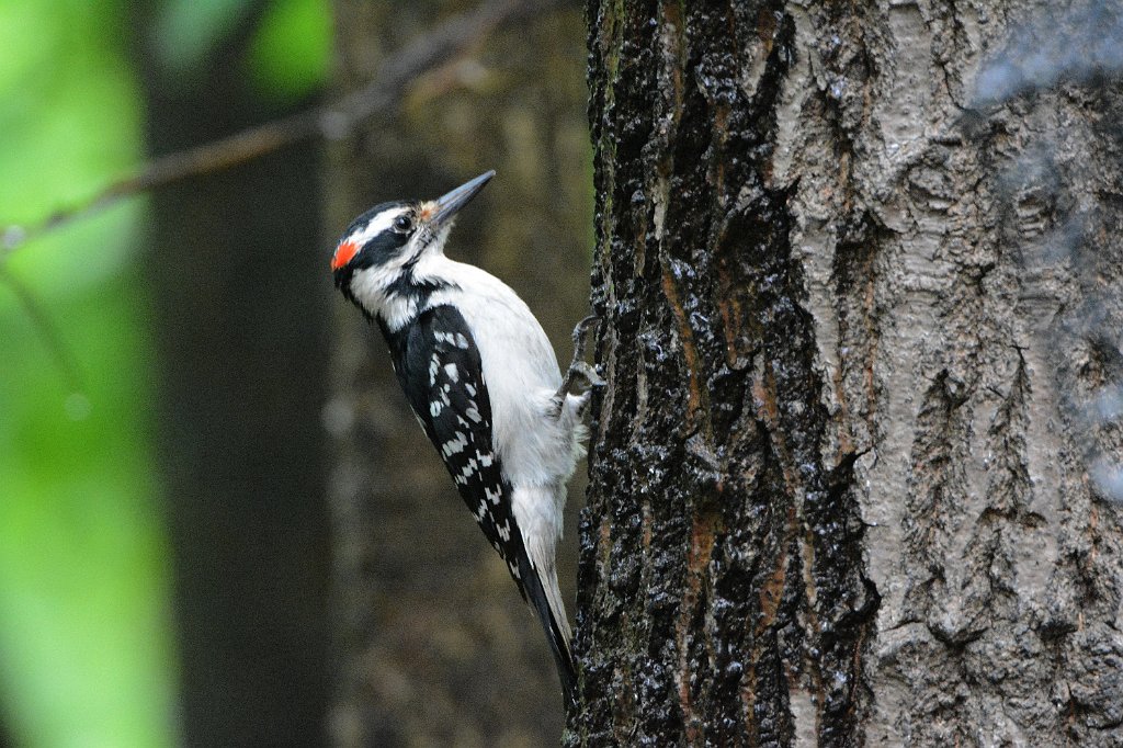 Woodpecker, hairy, 2015-05247867McBride Field Campus, IA.JPG - Hairy Woodpecker. McBride Field Campus Bird Blind, IA, 5-24-2015